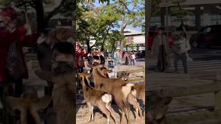 鹿は四方から小さな子供たちを取り囲みました  Nara deer park [upl. by Eetak482]