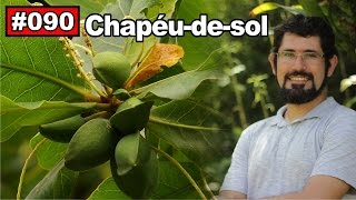 Saúde Pelas Plantas  Chapéudesol Afrodisíaco diabetes câncer Antiinflamatório [upl. by Lizette811]