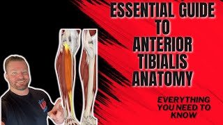 Essential guide to Anterior Tibialis muscles [upl. by Ydurt]