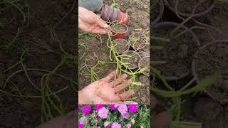 Plant portulaca flower shortvideo howtogrowportulaca gardening flowers [upl. by Fairman]