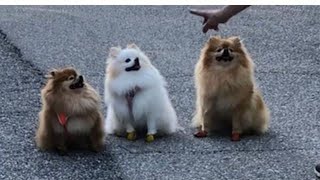 cuteness overload pomeranians funny morning run [upl. by Eelymmij]