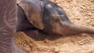 Baby Elephant Playing in the Sand  Toledo Zoo [upl. by Wellington]