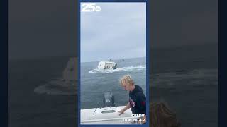 Breaching whale crashed into a boat Tuesday in Portsmouth Harbor capsizing it [upl. by Frances]