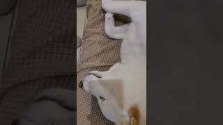 All about white Shiba inu sleeping moment hes dreaming 🤣 白柴犬寶寶睡著的那些瞬間 還說夢話🤣 狗狗可愛療癒 [upl. by Ived]