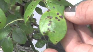 How To Prevent Black Spots on Plants [upl. by Assened882]