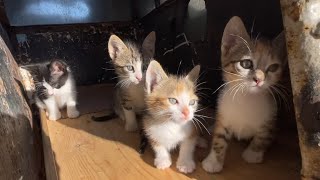 This family of mothers and kittens are very friendly and ask for food to silence their hunger [upl. by Oikim]