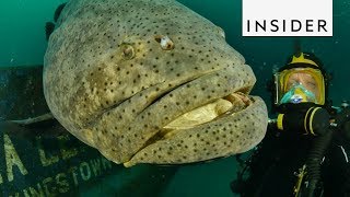 Meet the Goliath Grouper Fish [upl. by Summers]