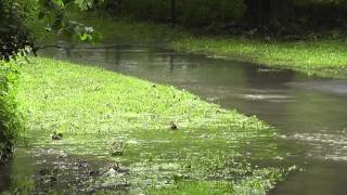 Hochwasser in Wolfenbüttel [upl. by Allistir]