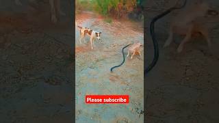 Dog fighting with snack dogs snacks fighting foryou pleasesubscribemychannel 🦮 [upl. by Denzil]