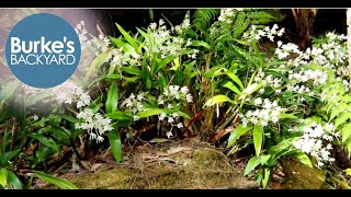 How to Grow Australian Native Orchids Dendrobium hybrid delicatum [upl. by Imrots]