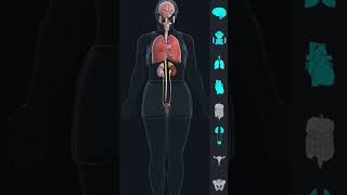 The Anatomy And Physiology Of The Female Body ll 3d animation of human body [upl. by Arrotal230]