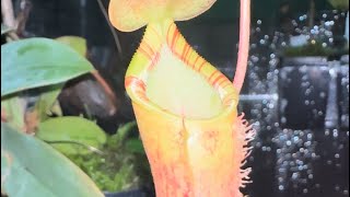 Hybrid Spotlight Nepenthes Lowii x Campanulata EP [upl. by Gnas760]