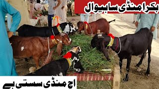 Bakra Mandi sahiwal update mashallah Mandi mein bahut khubsurat bacchon bakriyan Zafar Bakra TV [upl. by Armil]