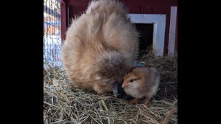 What is a Broody Hen Facts Tips and Examples [upl. by Mattah810]