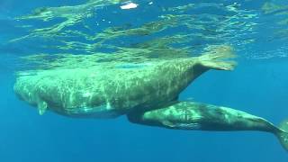 Whale watching  Sperm whale baby FEEDING [upl. by Onirefez]