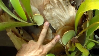 Propagate Staghorn Fern by Cutting [upl. by Enriqueta516]