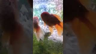 cute fishnaturelovers youtubeshorts pihu vlog [upl. by Haidadej919]