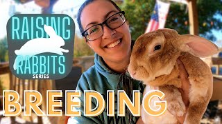 Raising Meat Rabbits Part One Breeding  Tips Tricks HowTo [upl. by Nomannic]