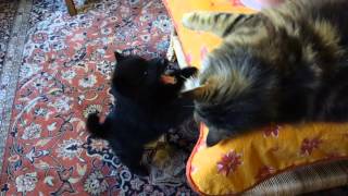 Chiot Schipperke jouant avec les chats Maine Coon et Siamois [upl. by Ricketts]