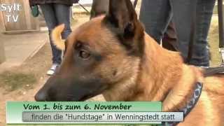 Wenningstedt  Hundstage und Hundemesse 2015 [upl. by Marceau]