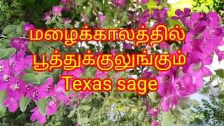 Texas sage plant care in Tamil  MJ [upl. by Dev]