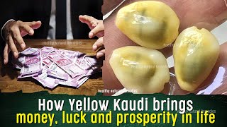 Yellow Kaudi brings money luck amp prosperity  Keep Cowries in Wallet or Locker [upl. by Chatav769]