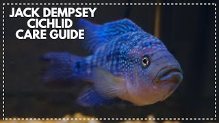 JACK DEMPSEY CICHLID CARE GUIDE [upl. by Volding]