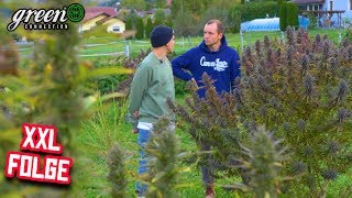 Hauptberuflich Cannabisproduzent  Wie zwei Österreicher Ihren Traum leben  Outdoor  Cannabis Doku [upl. by Bremen363]