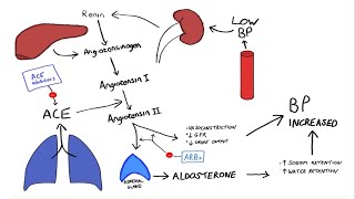 Glomerulonephritis Part2 [upl. by Enecnarf653]