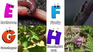 Insects Alphabet Song  Insects ABC Song  Phonics for Kids  Baby Alphabet Letters [upl. by Secilu]