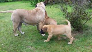 Bullmastiff puppies 95 weeks old whit mommy [upl. by Mervin]