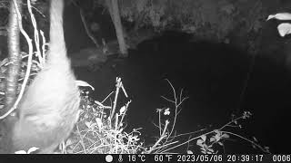 Masked Palm Civet Climbs down a Tree at Rainy Night [upl. by Diogenes]