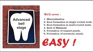 Advanced bell stage Odontogenesis [upl. by Josy]