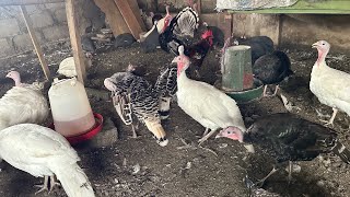 The easiest ways to rearing turkeys  Treatments and cures [upl. by Adela]