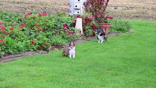 Shetland Sheepdog Puppies for Sale [upl. by De Witt]