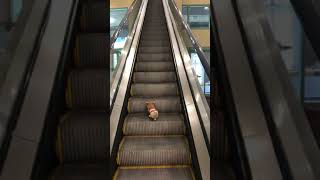 Furret walk on an escalator but irl [upl. by Ardnossak]