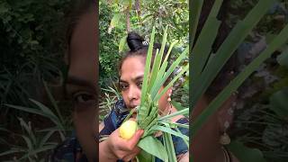 Sunday சும்மா ஒரு garden visit🍀Organic homegarden vlognaturehealthylifestyleshorts [upl. by Ardnaid82]