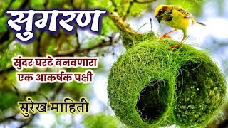 सुगरण पक्षाविषयी माहिती  sugran pakshi mahiti marathi [upl. by Schwenk711]