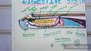 Digestive System Of  Petromyzon [upl. by Adnwahsat385]