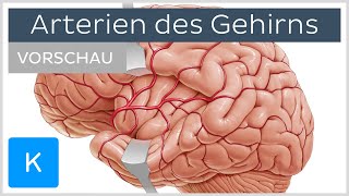 Arterien des Gehirns Äste und Versorgungsgebiete Vorschau  Kenhub [upl. by Akineg105]