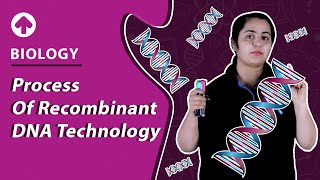 Process of Recombinant DNA Technology  Biology [upl. by Aimil]