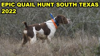 South Texas Quail Hunting 60 COVEYS over 5 HOURS [upl. by Yldarb]