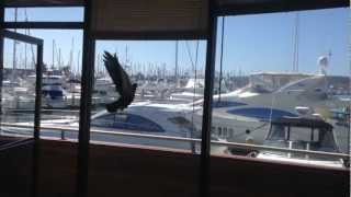 Pigeon flys into my window 10 times super funny [upl. by Adehsar403]