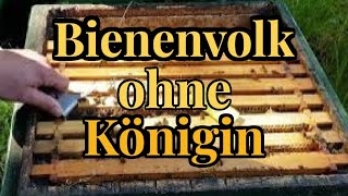 Bienenvolk hat keine Königin  eine neue Königin muss her  Neues aus unserer Imkerei [upl. by Gaynor]