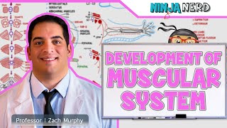 Embryology  Development of Muscular System [upl. by Broeder]