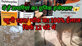 Babesiosis blood in diarrhea treatment in cattle buffalo सभी प्रकार के दस्त और प्रोटोजोआ का इलाज [upl. by Hcelemile]