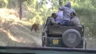 Kanha National Park  India  AM Safari 2  Tiger Encounter  21 November 2014 [upl. by Nahtad]