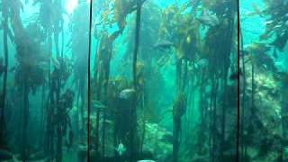 The Kelp Forest  Two Oceans Aquarium [upl. by Ecydnac]