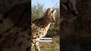 Servals The HighJumping Feline with Super Legs [upl. by Inah203]