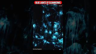 Glow Worm Caves New Zealand 😲 shorts ytshorts youtubeshorts facts [upl. by Avraham]